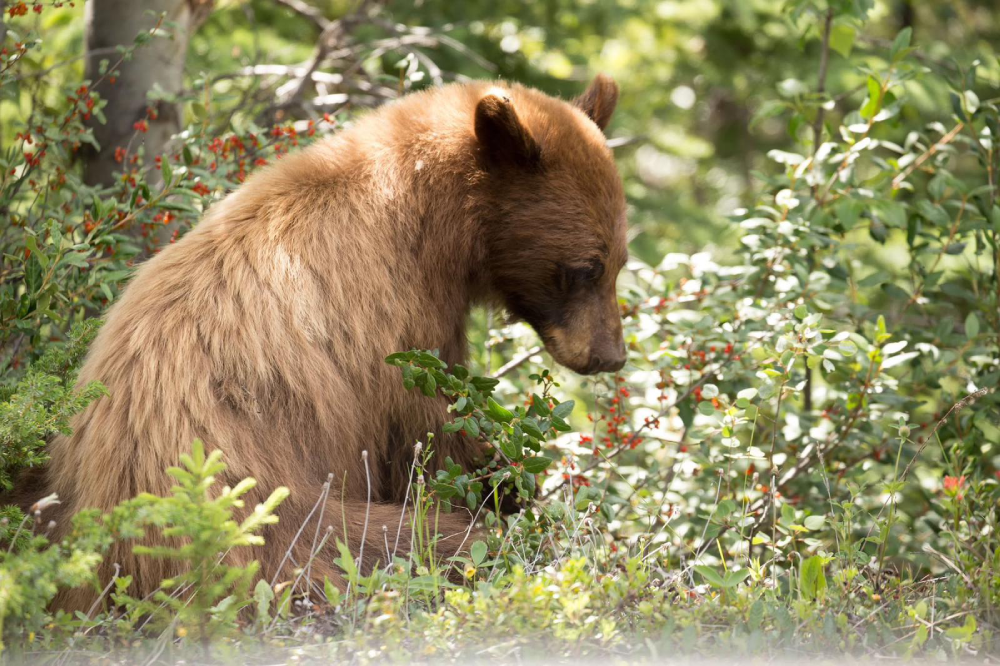 Jasper National Park: A Wilderness Wonderland