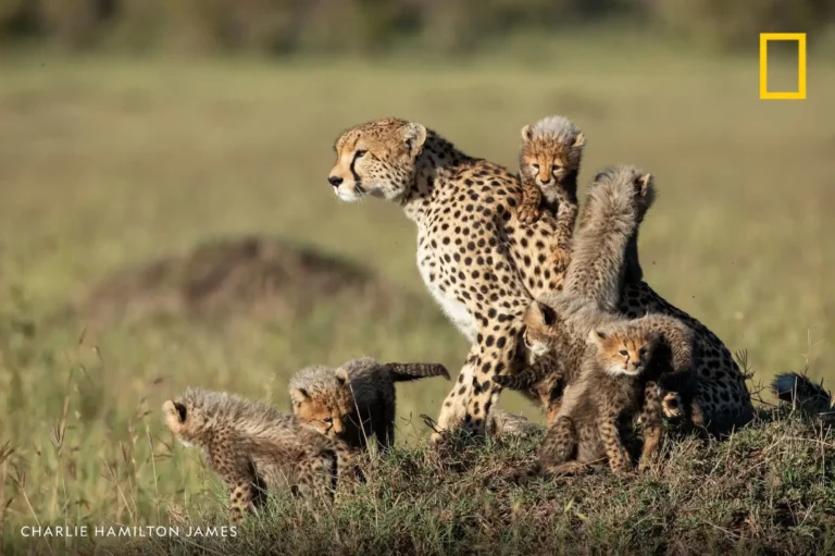 Safari Adventure in Kenya