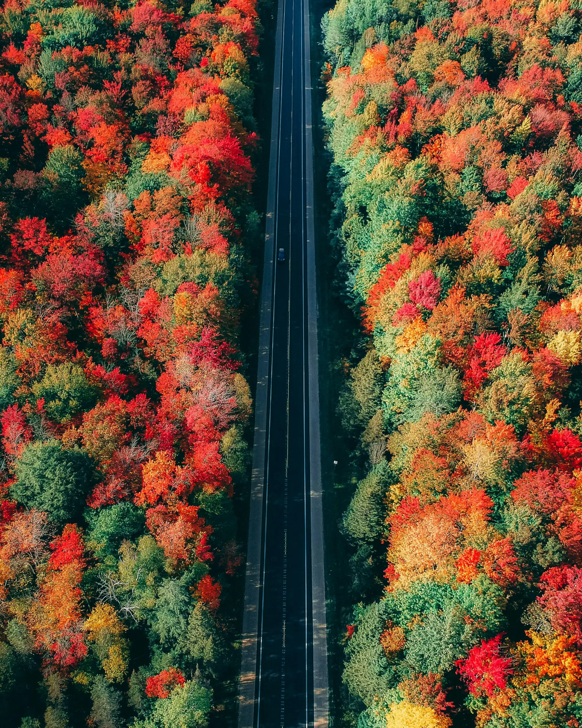 Vibrant fall foliage in a Canadian forest