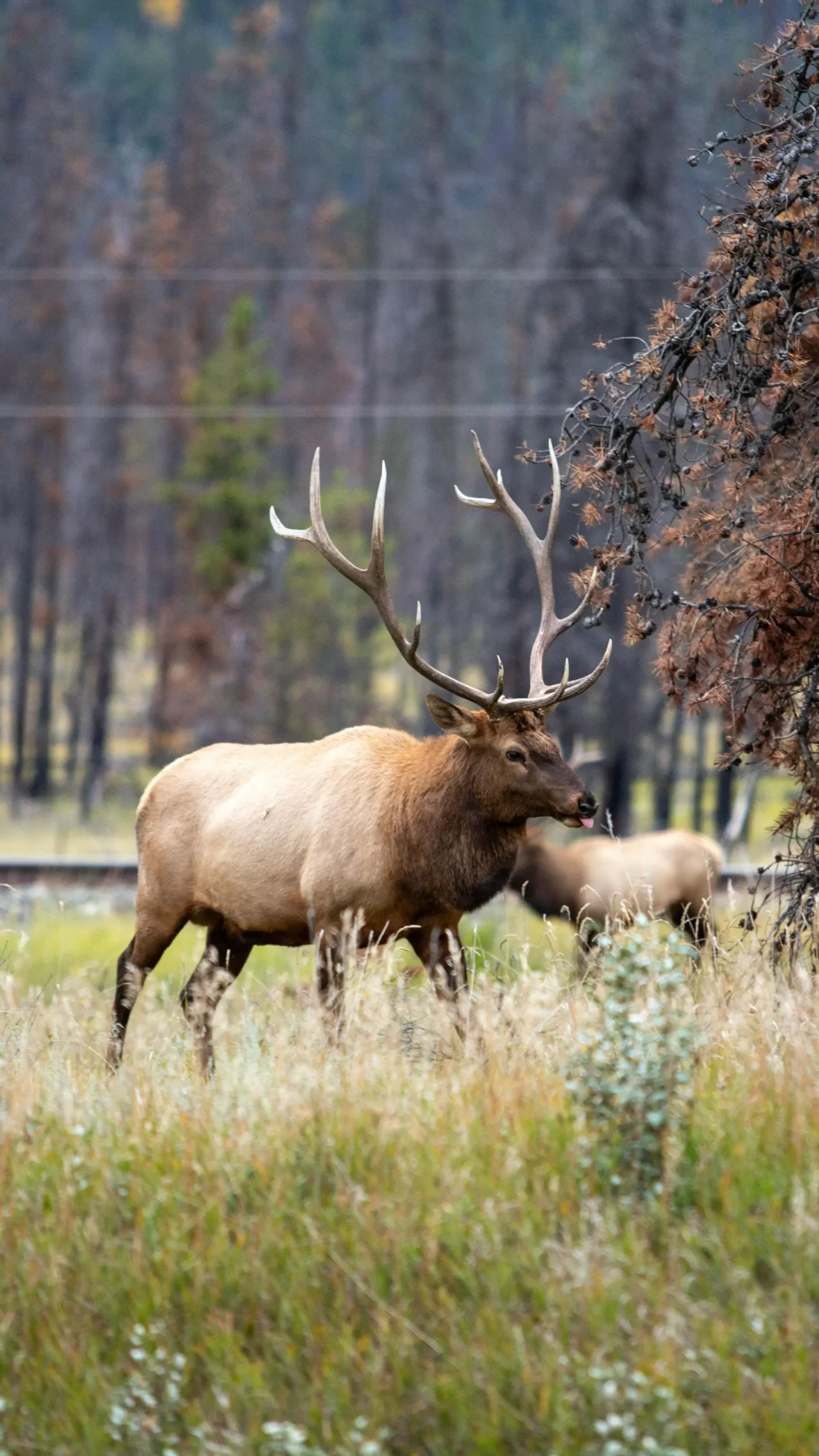  Banff National Park: A Pinnacle of Natural Beauty