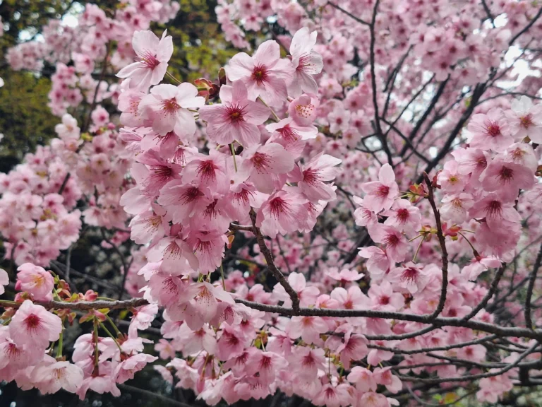 Kyoto travel guide - Scenic view of the Philosopher’s Path during cherry blossom season.